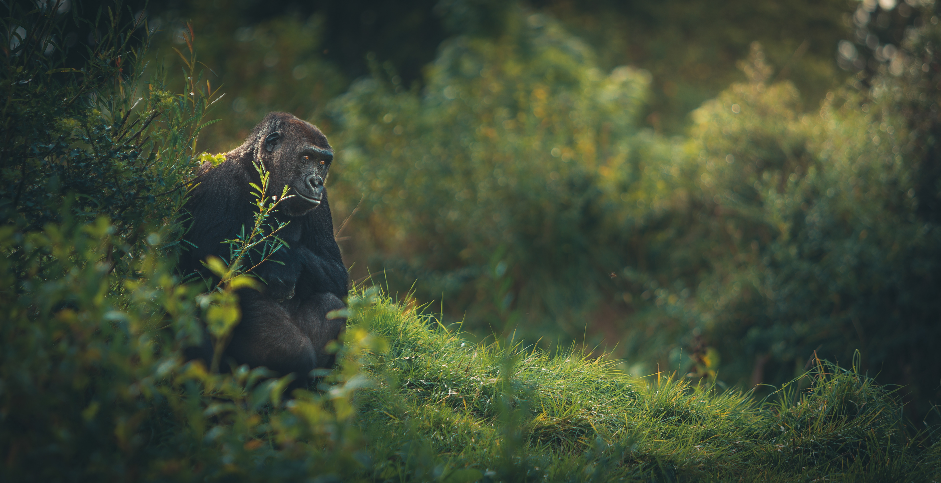 Gorilla colour