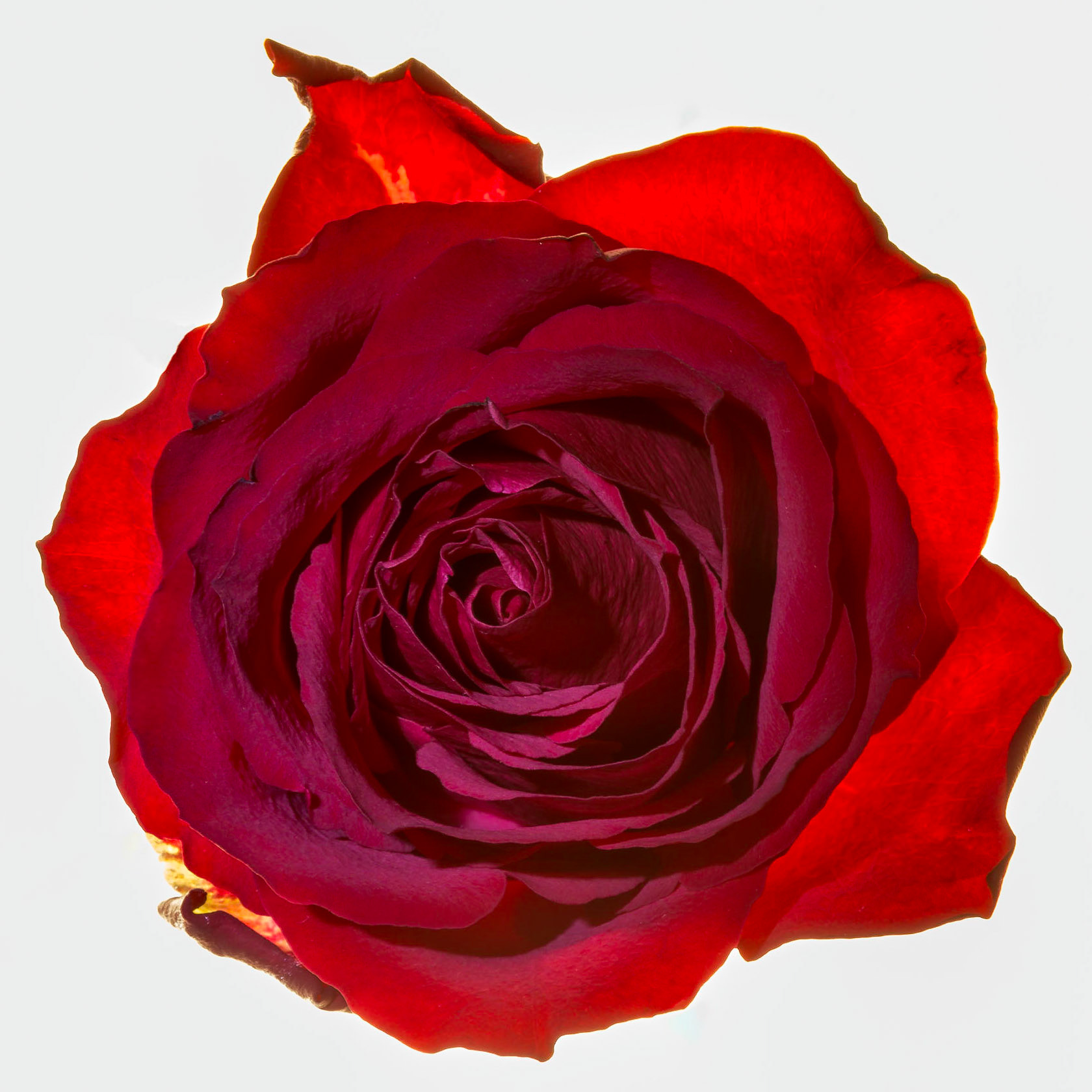 A single red rose