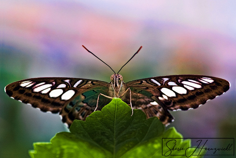 Schmetterling 2