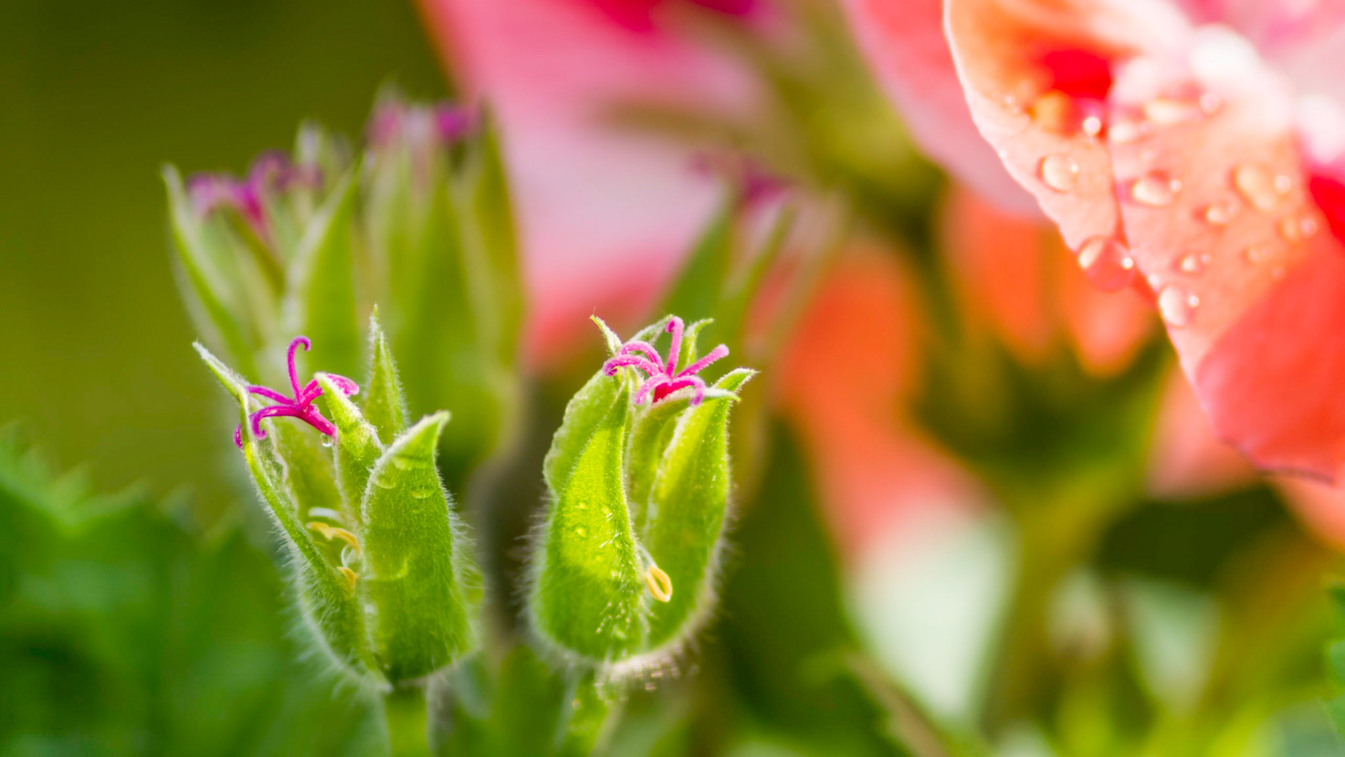 Vivid fresh colors of geranium