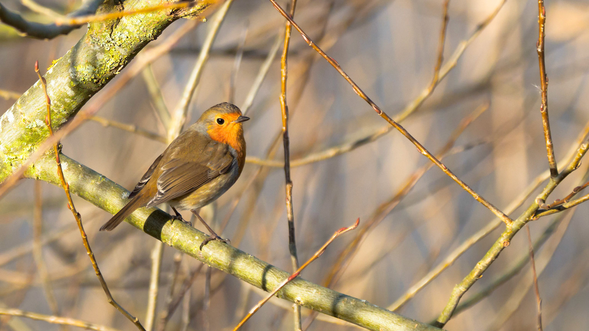 European Robin sitting on a branch