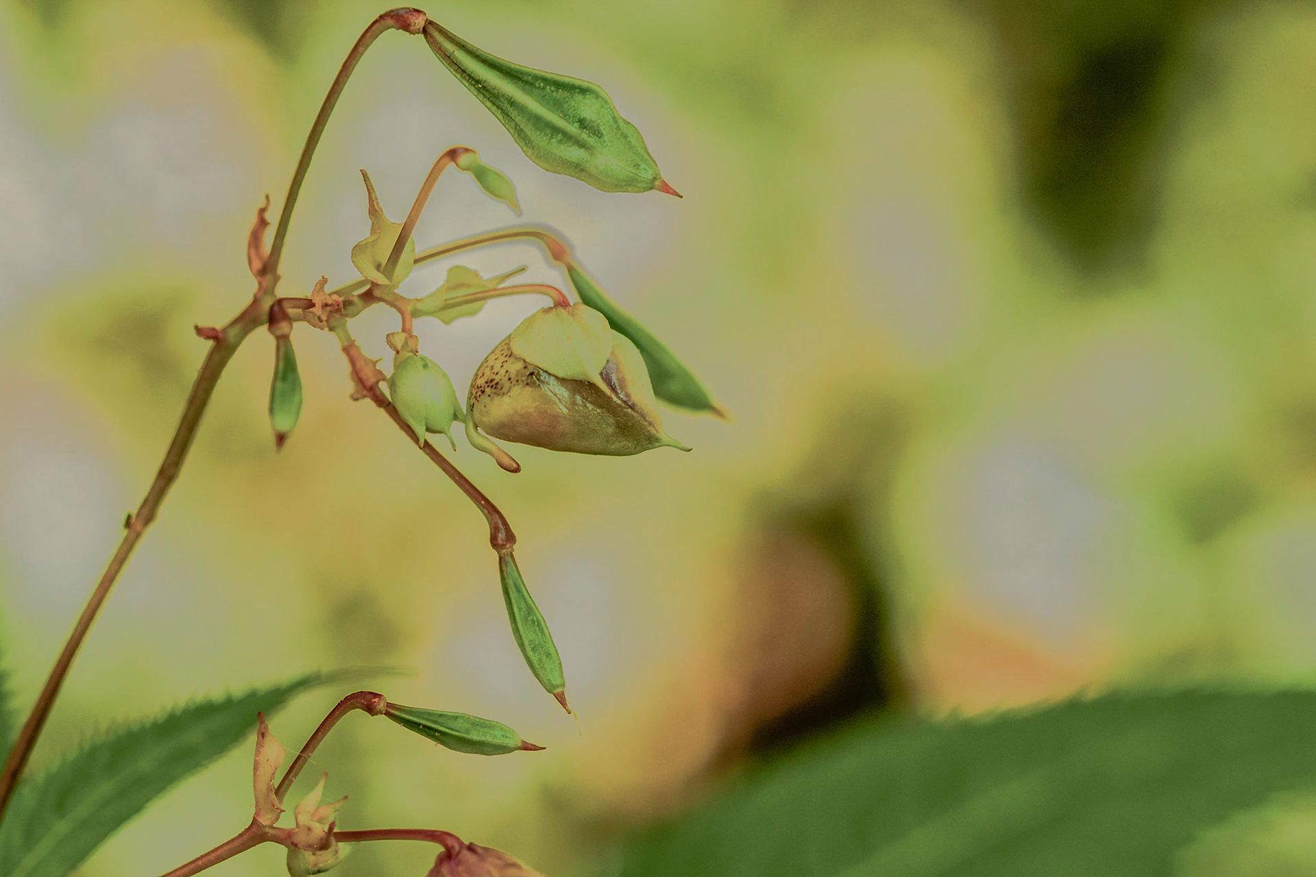 Pencil drawing like impression of a flower bud