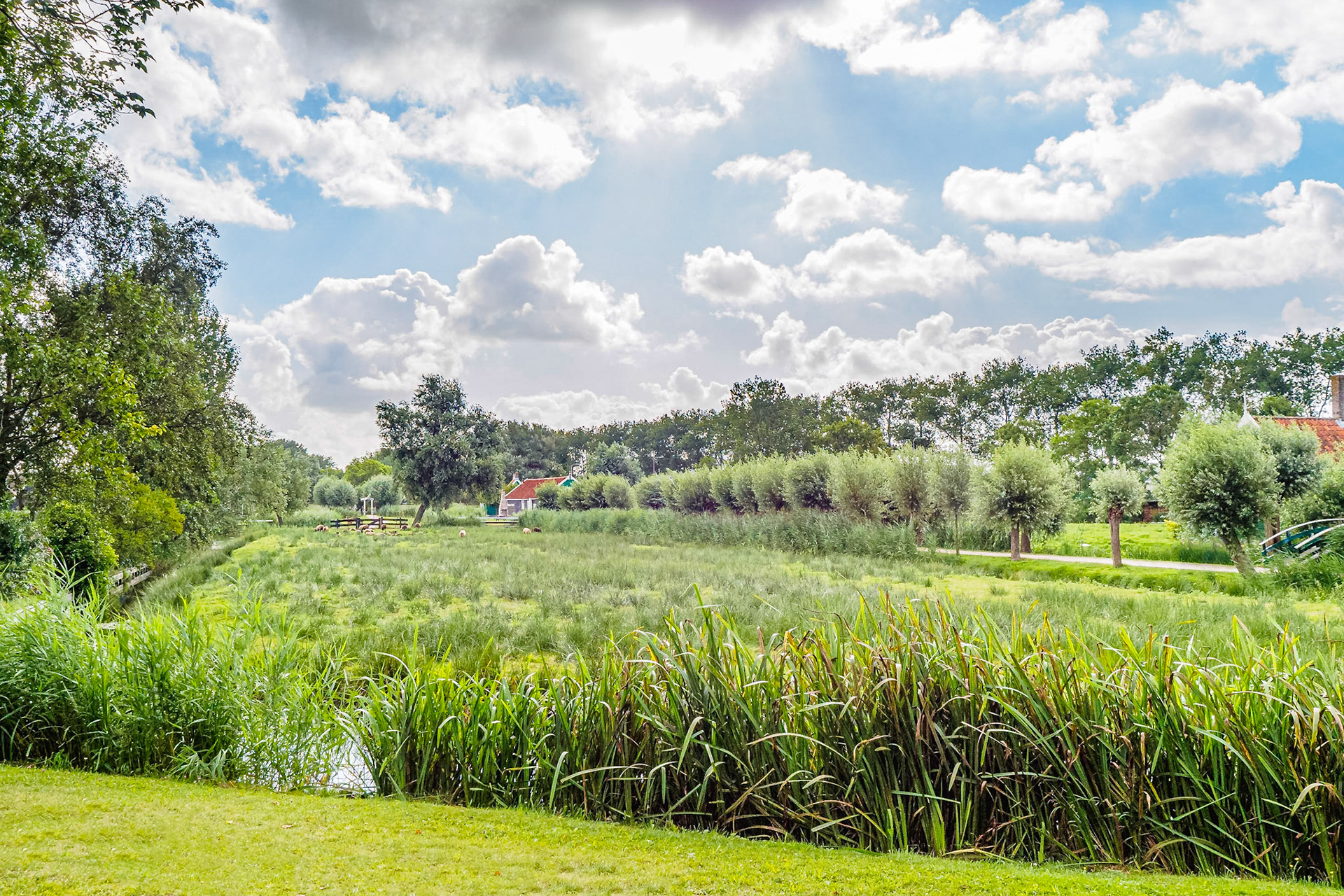 Bright and dreamy green buccolic scene