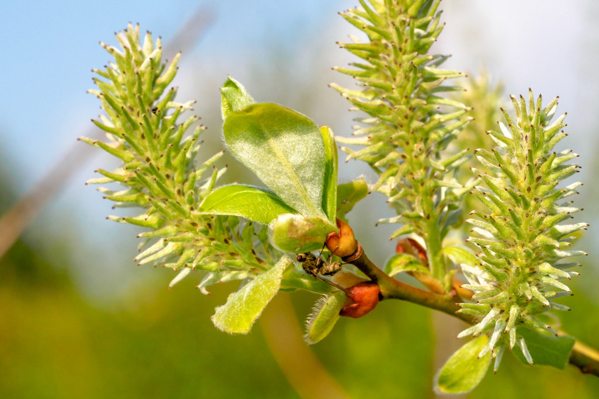 Insect hanging on budding green willow