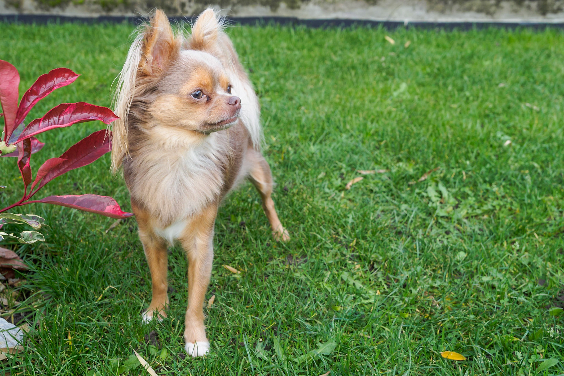 Chihuahua Bowie - Close-up in the garden II
