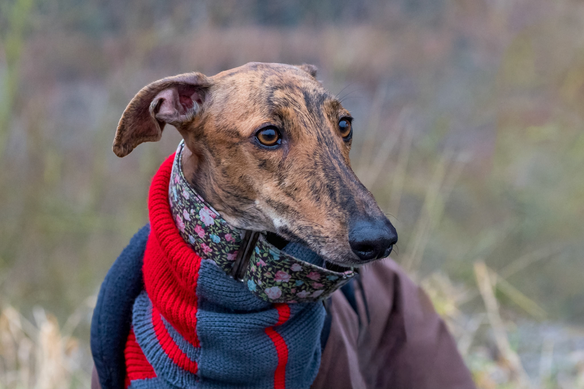 Greyhound close-up with blue red collar