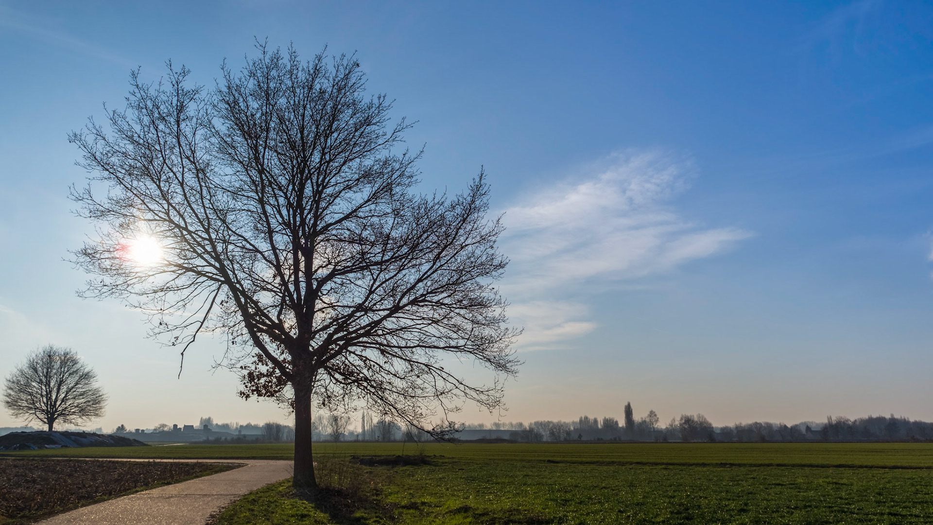 Sunlit solitary tree silhouette under a blue sky