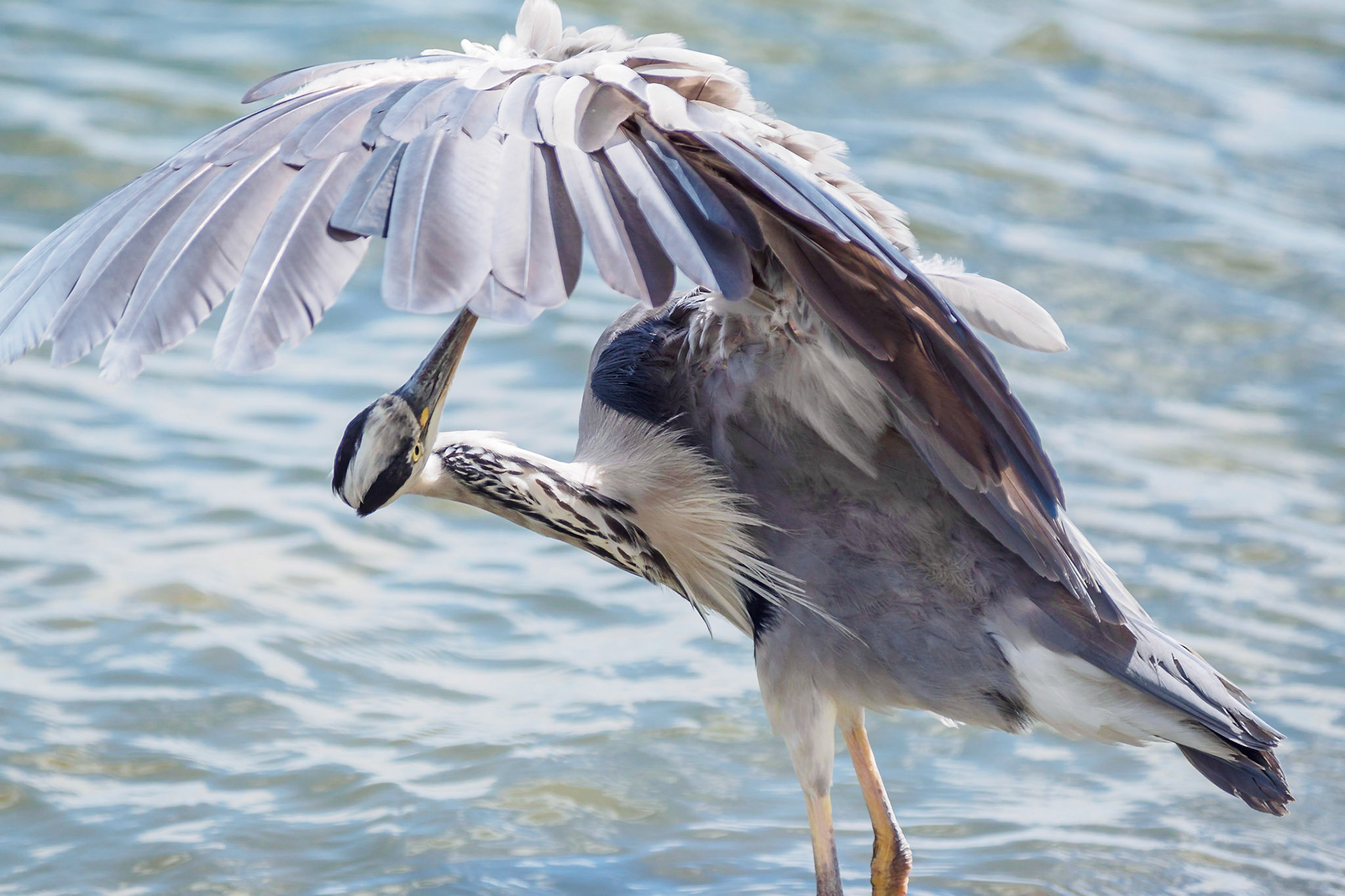Blue Heron cleaning feathers