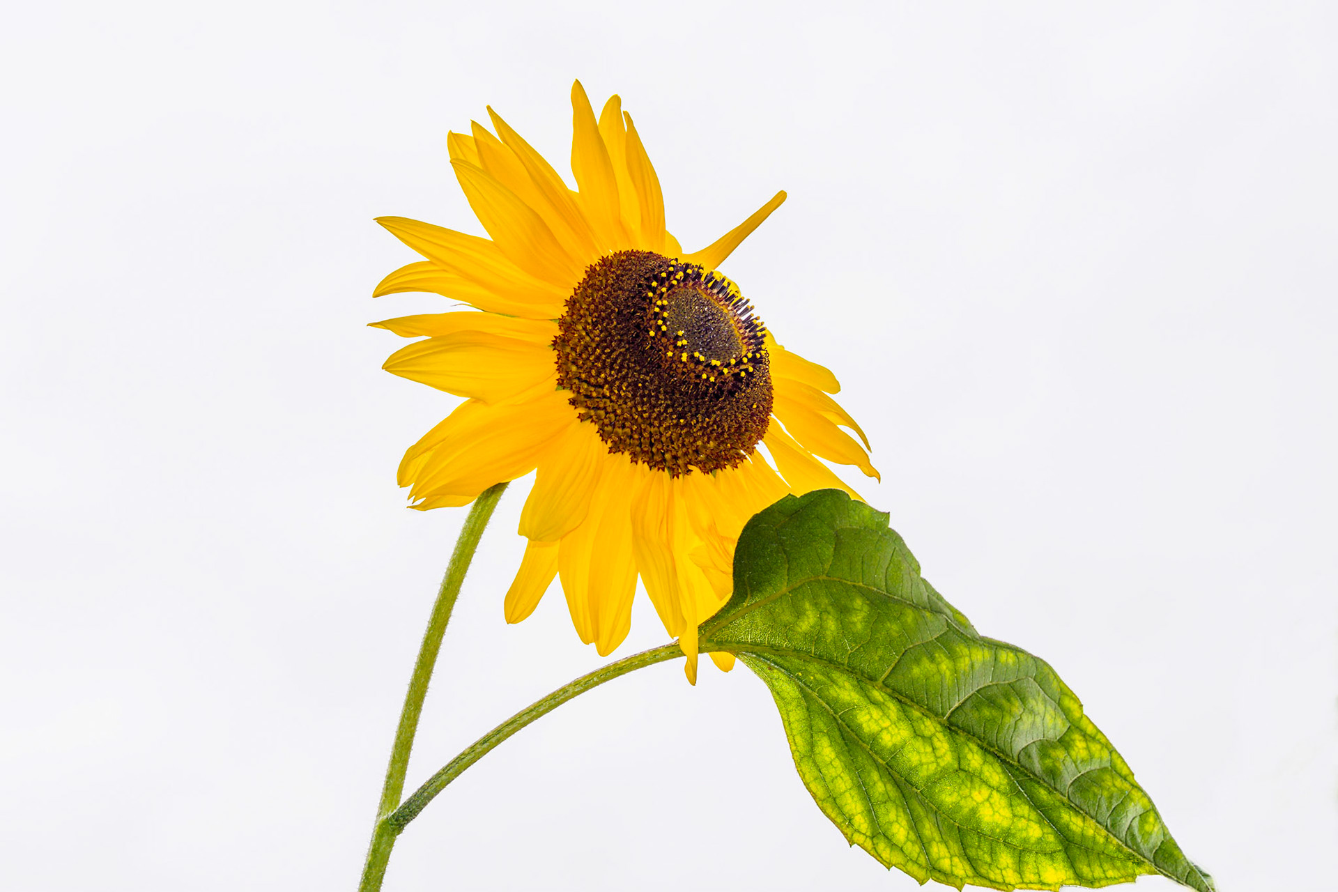Sunflower head and green leaf against a white background