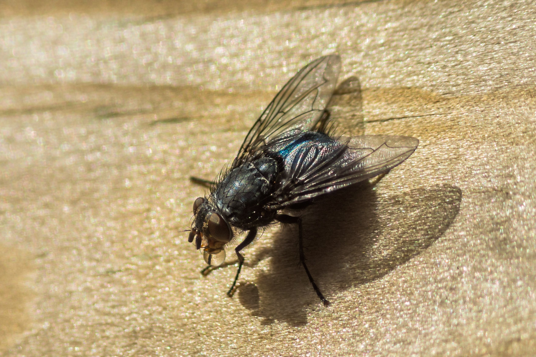 Thirsty Fly
