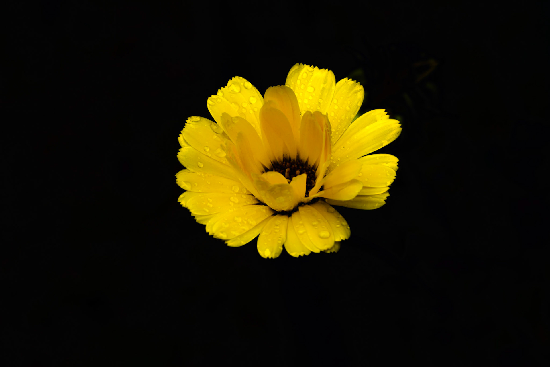 Yellow sprinked flower floating on a black background