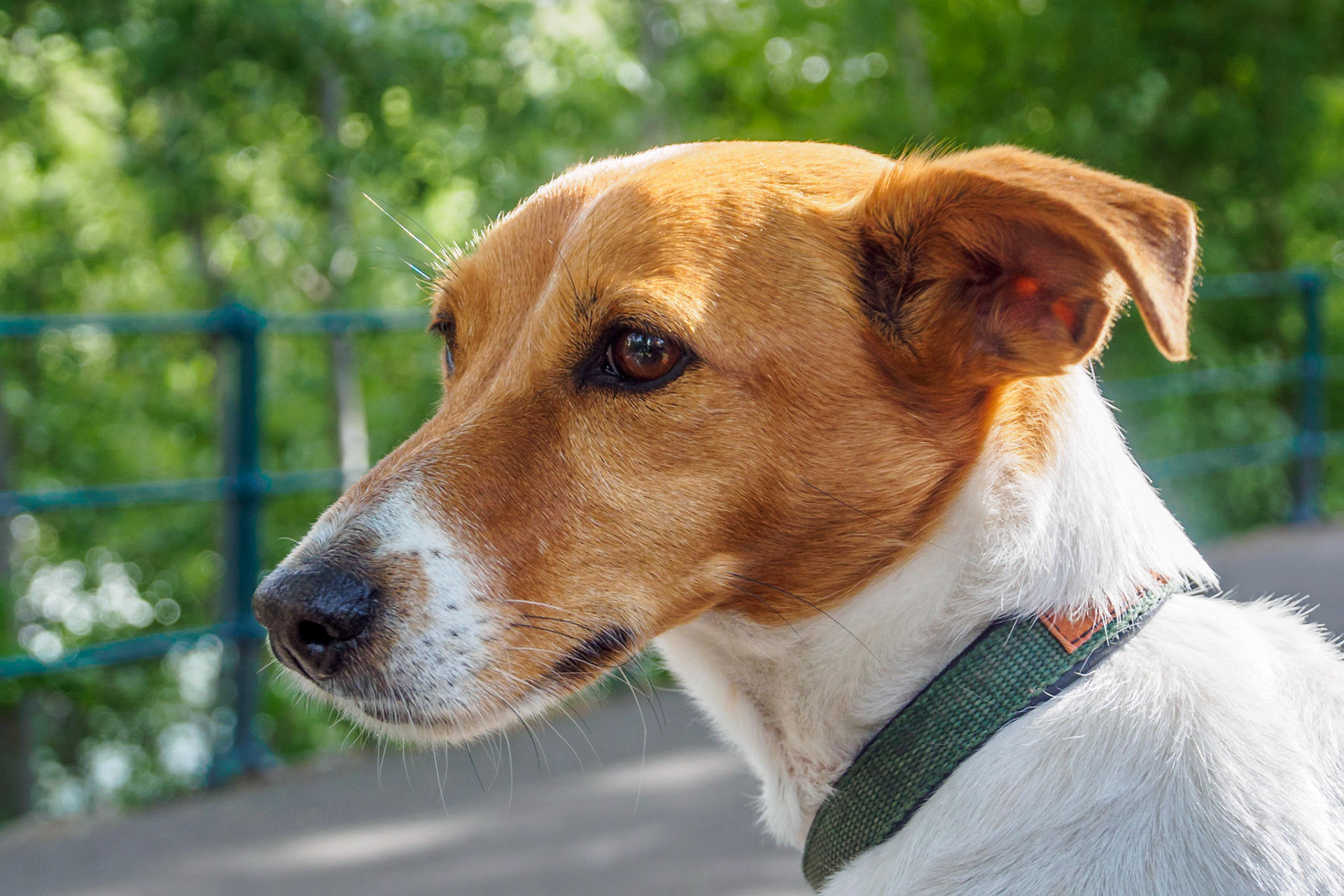 In the eye of a Jack