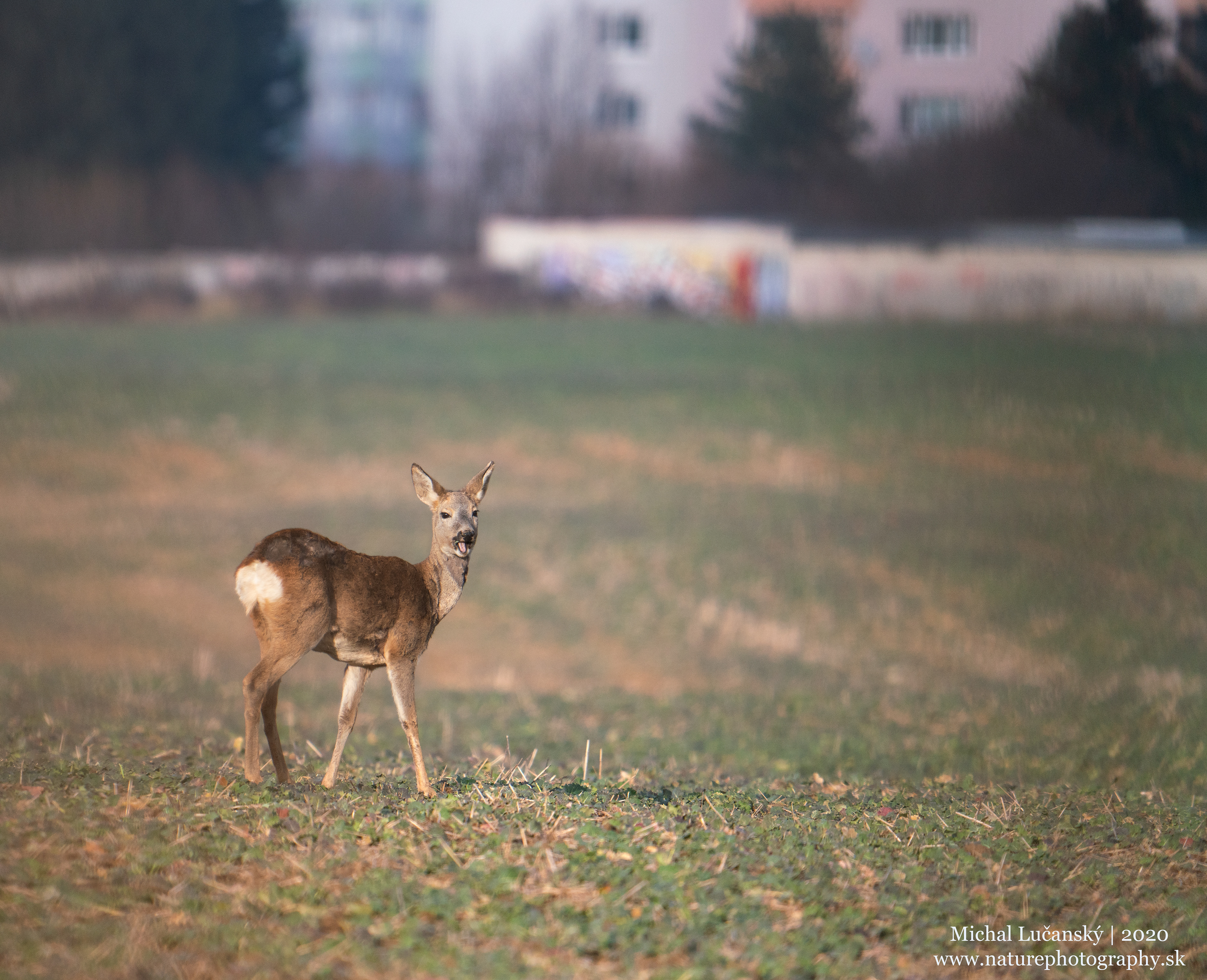 Sony A7R II + Sony FE-200-600mm f/5.6-6.3 G OOS