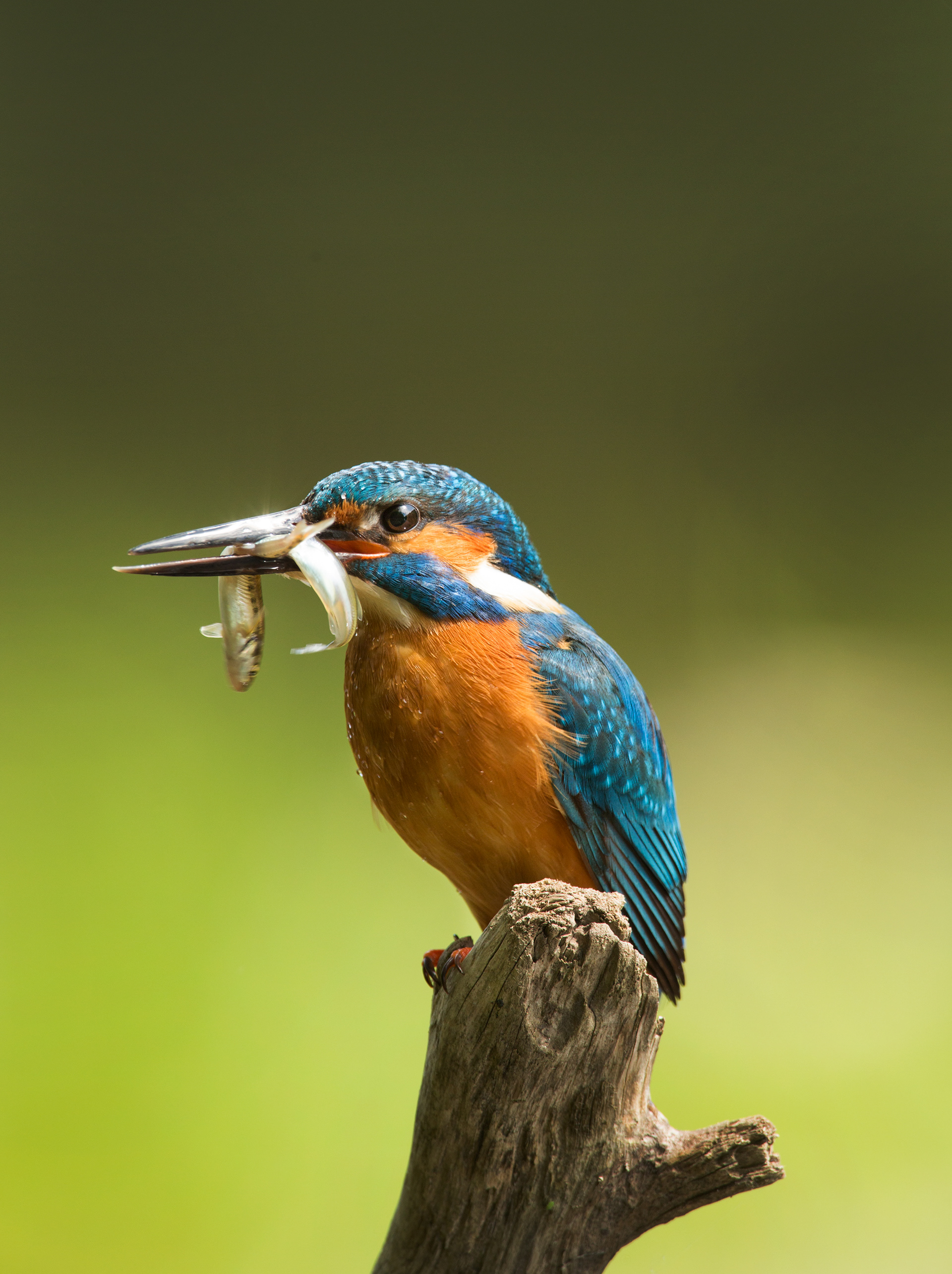 Canon EOS 5D Mark III + EF500mm f/4L IS USM +1.4x