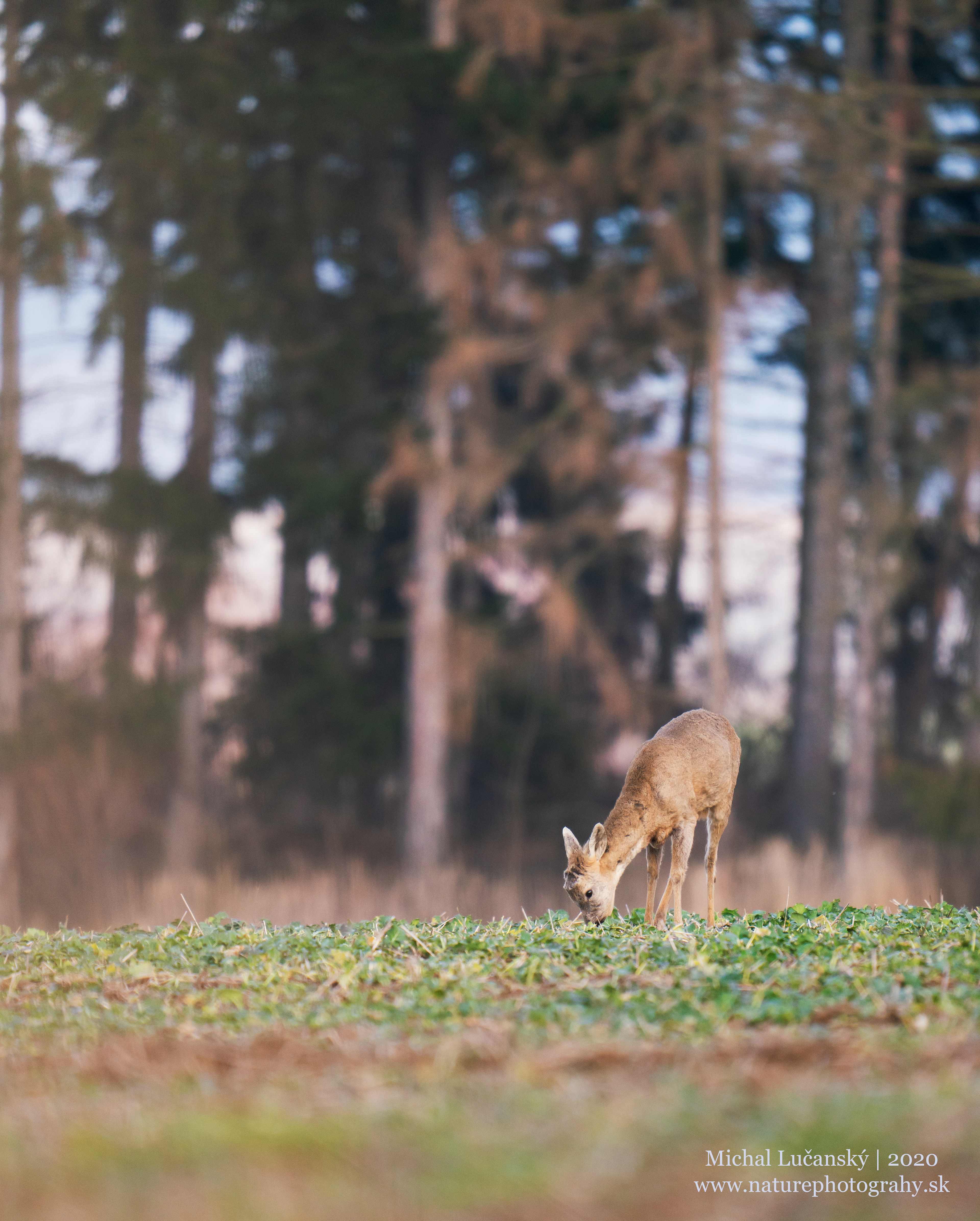 Sony A7R II + Sony FE-200-600mm f/5.6-6.3 G OOS