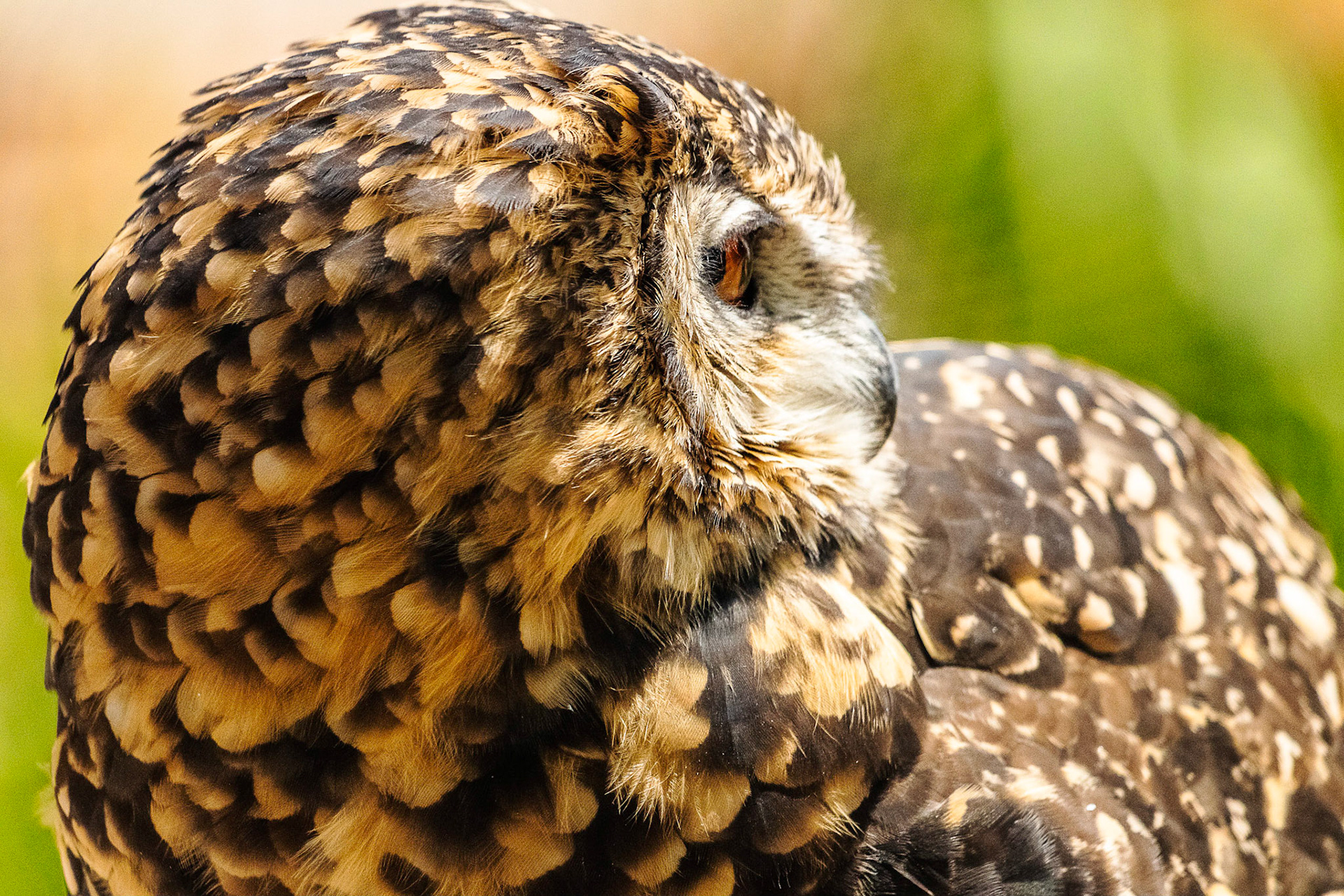 Bubo capensis