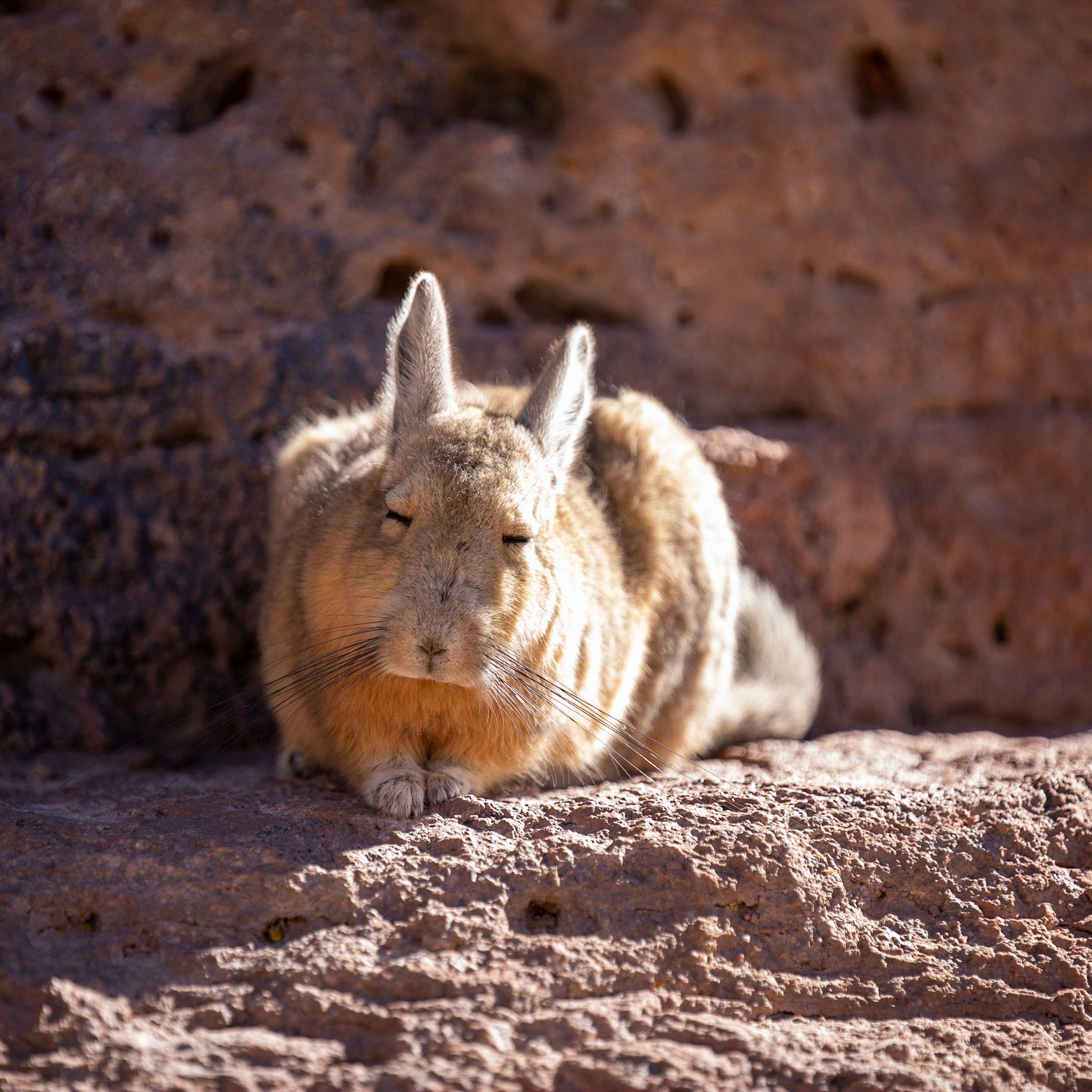 Chinchilla