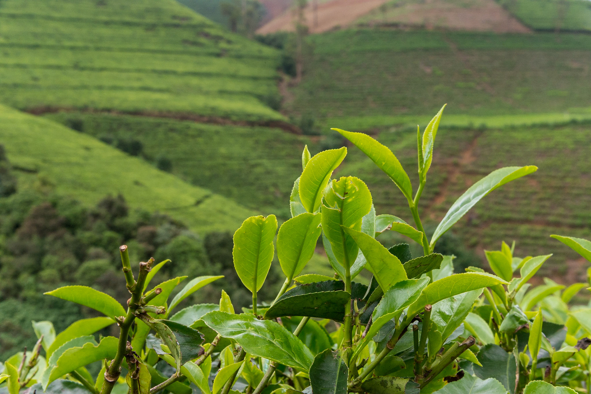 Sri Lanka, tea growing