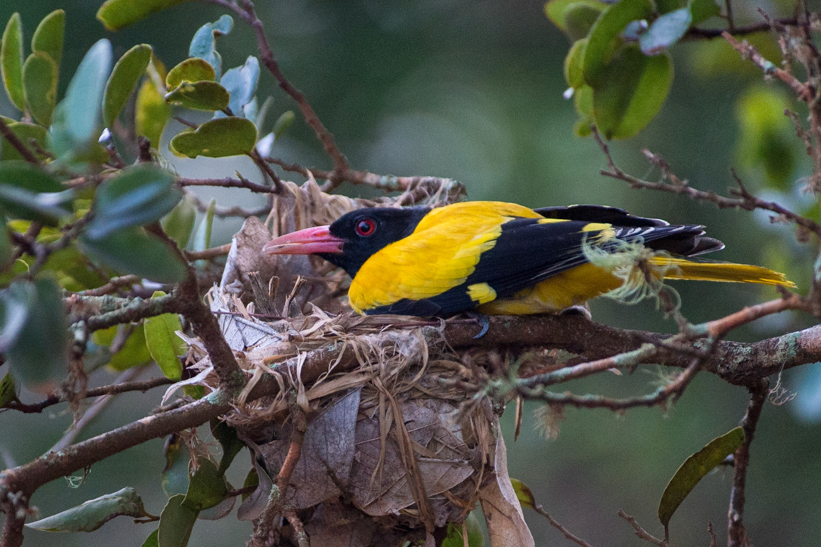 Sri Lanka, Yala National Park