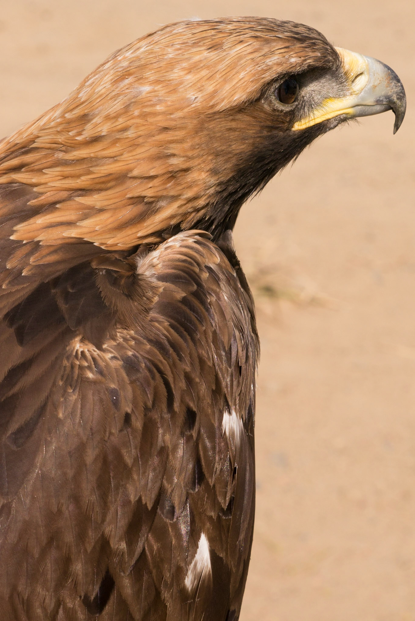 Mongolia, photos from a bicycle tour with Compass Rose Expeditions