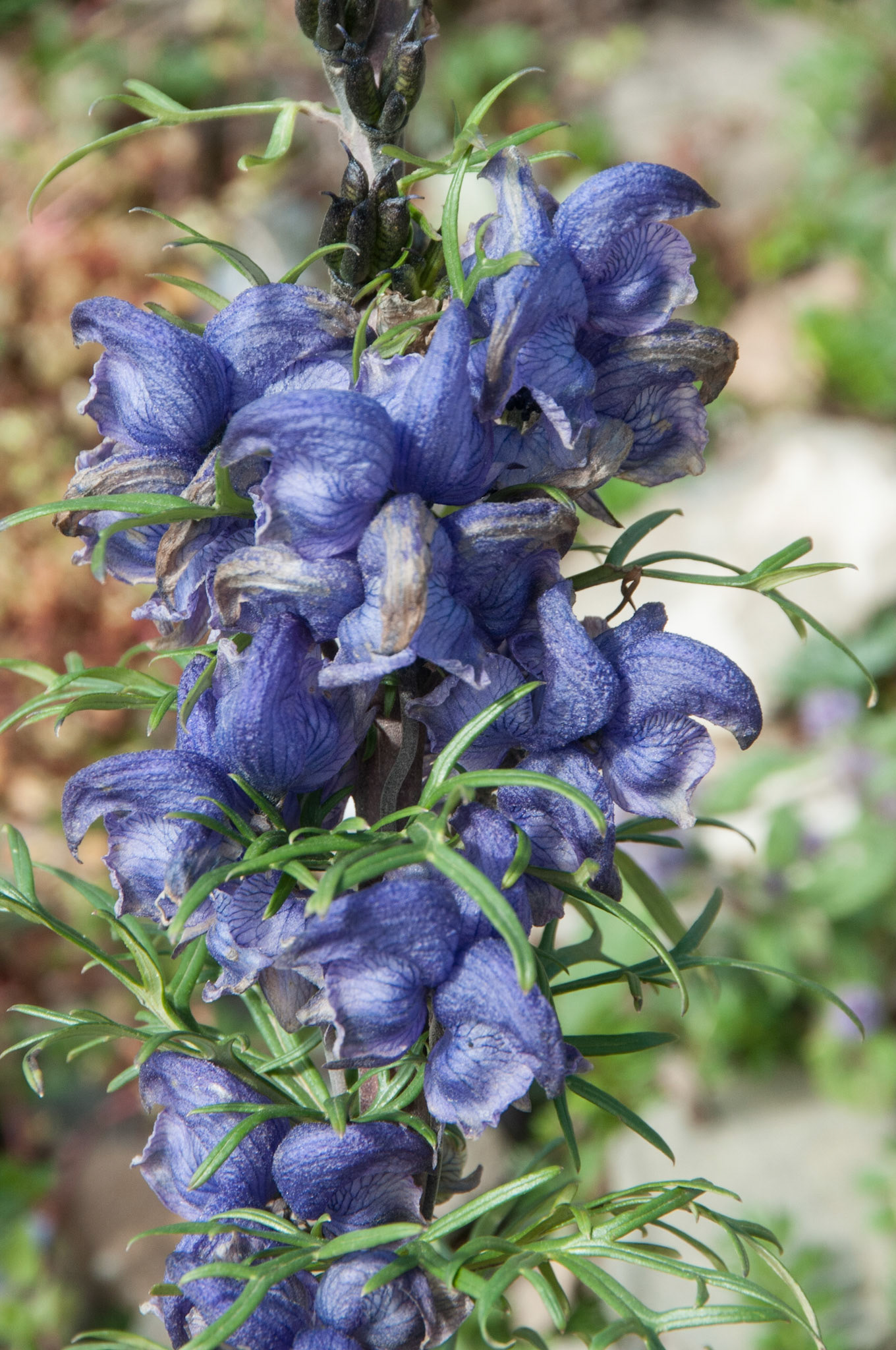 China, Eastern Tibet or Western Sichuan, also krown as Kham,