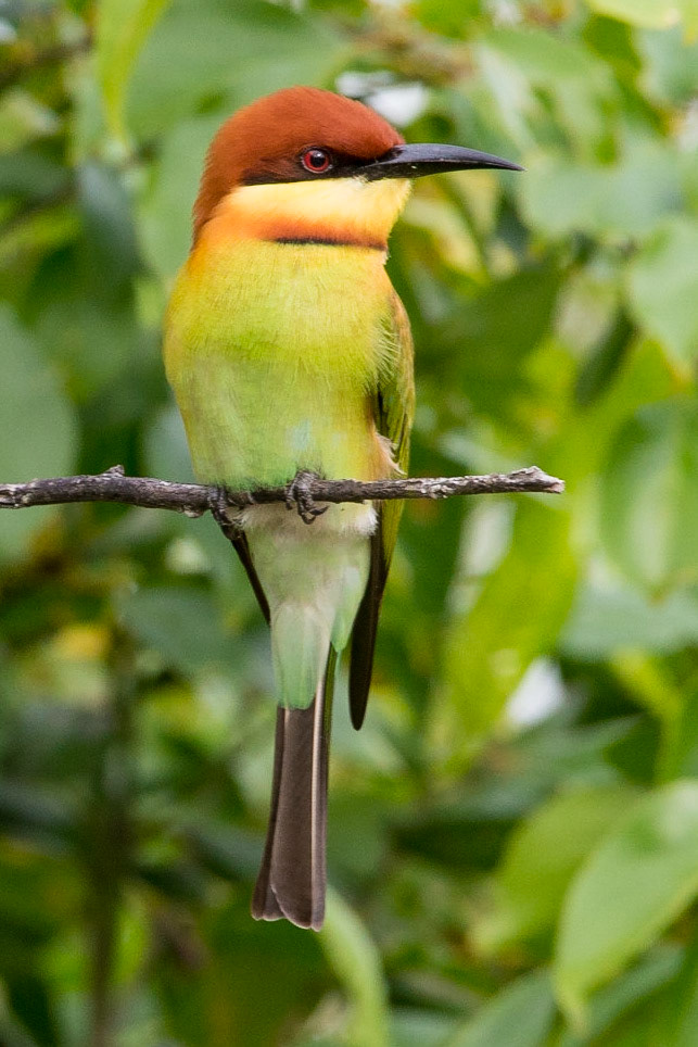 Sri Lanka, Yala National Park