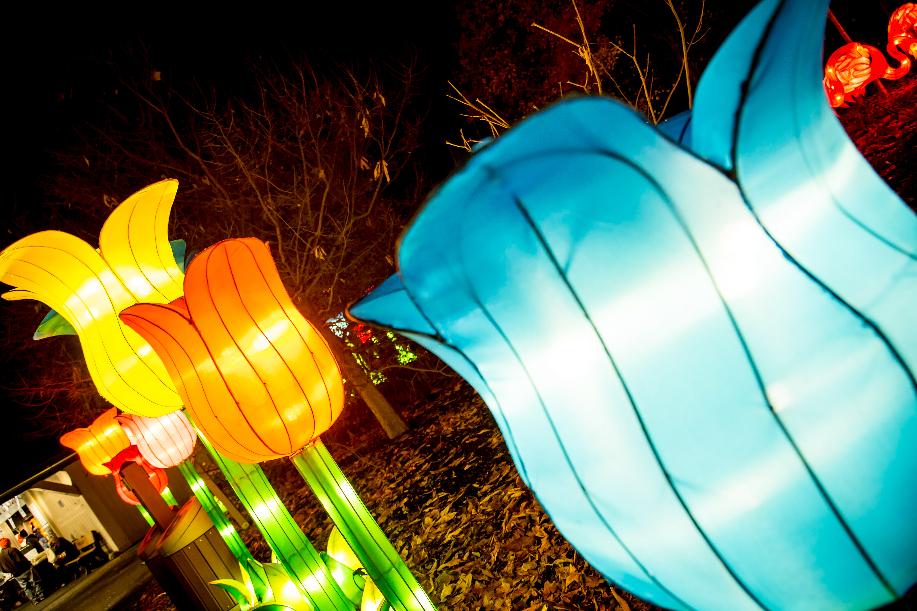 Nikole Breanna Photography Ohio Chinese Lantern Festival Columbus