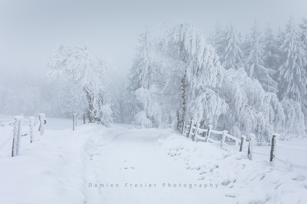 Winter Ambush
