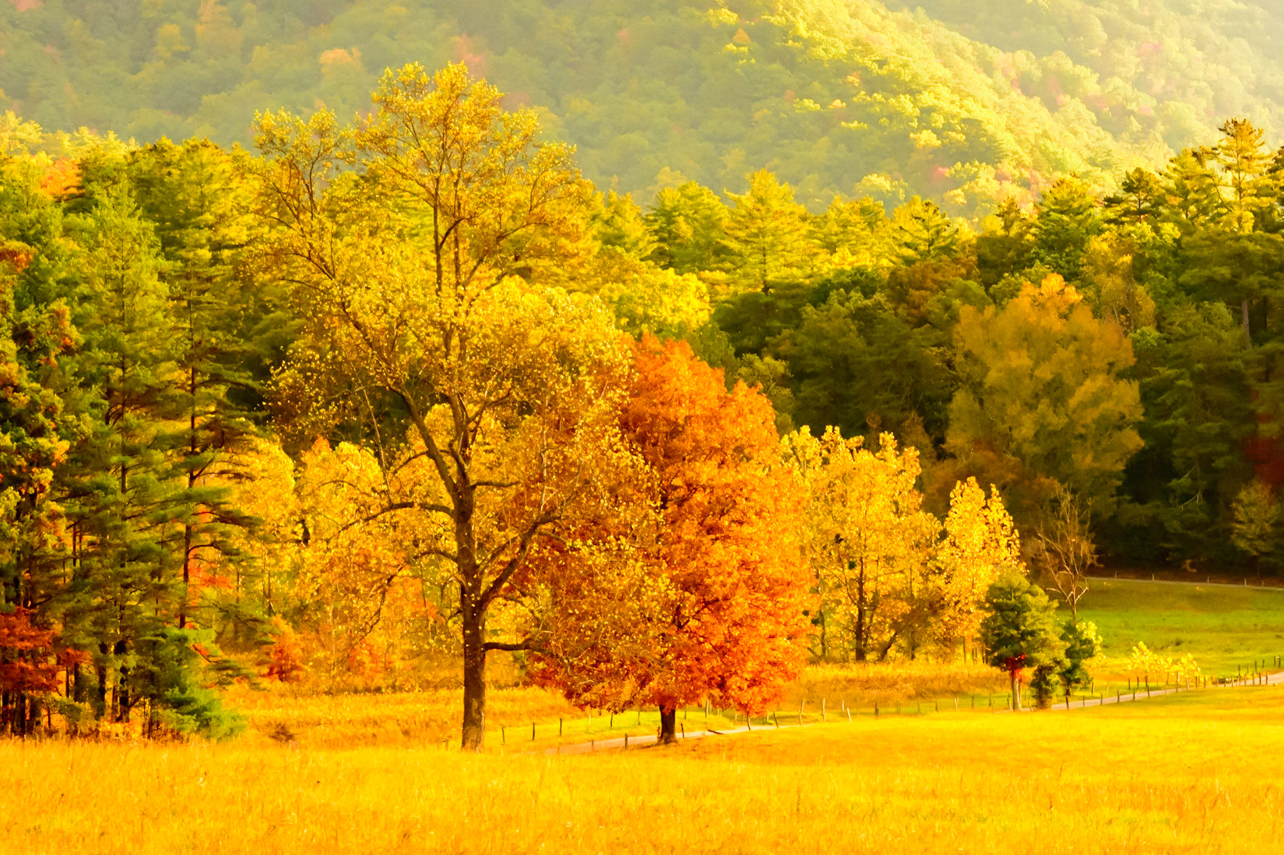 Autumn in Cade's Cove at GSM