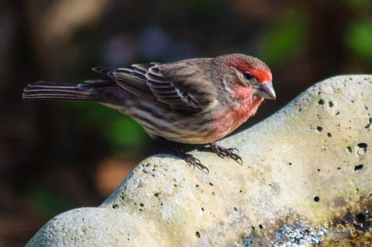 House Finch