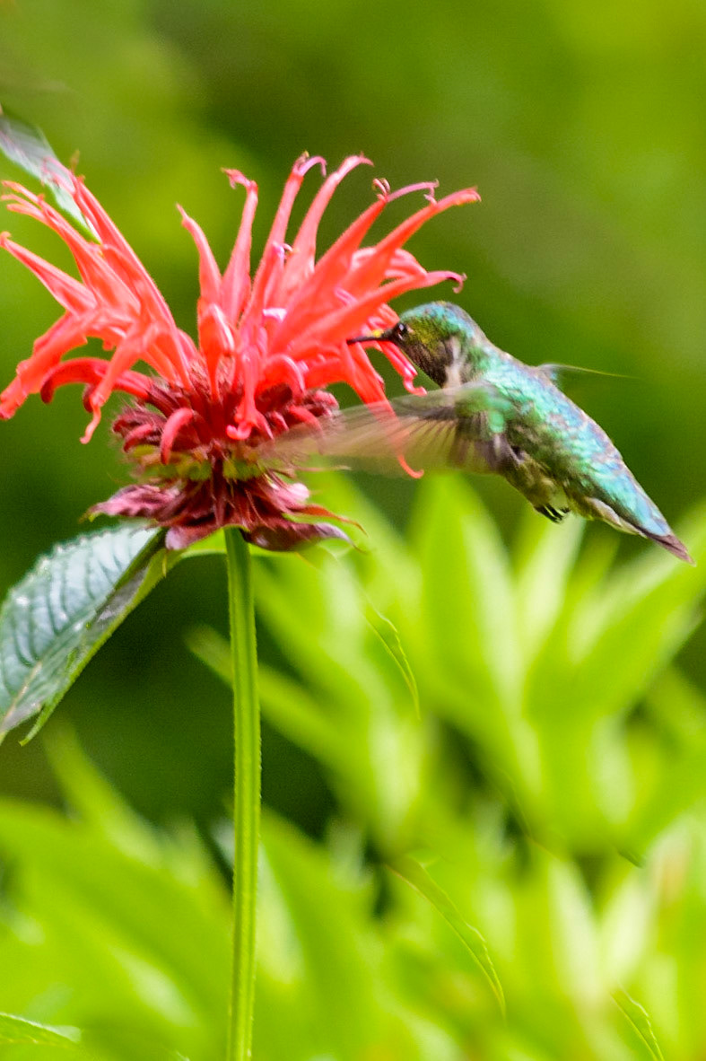 Ruby Throated HummingBird