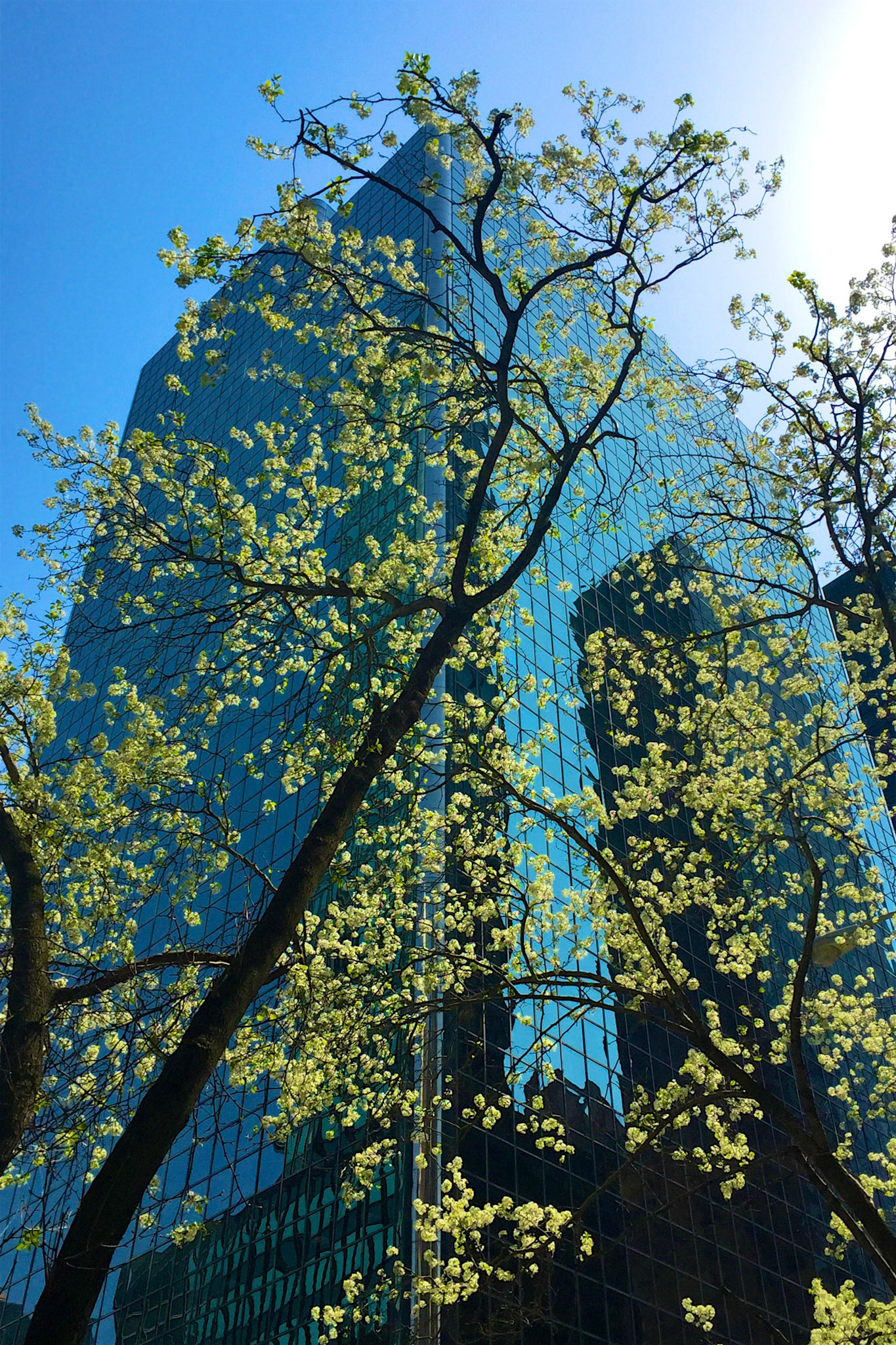 Spring blossom and reflections in a mirrored glass tower on Third Avenue, New York