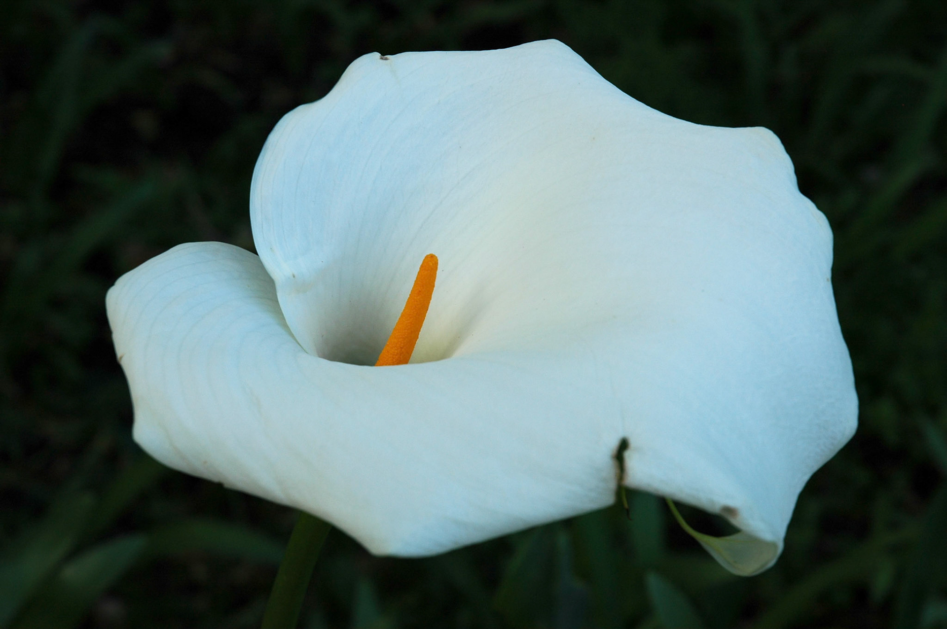 Close up of a white lilly in South Africa