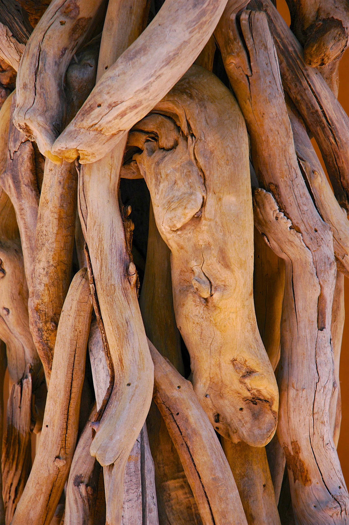 Tree branches twisted together in Santa Fe.