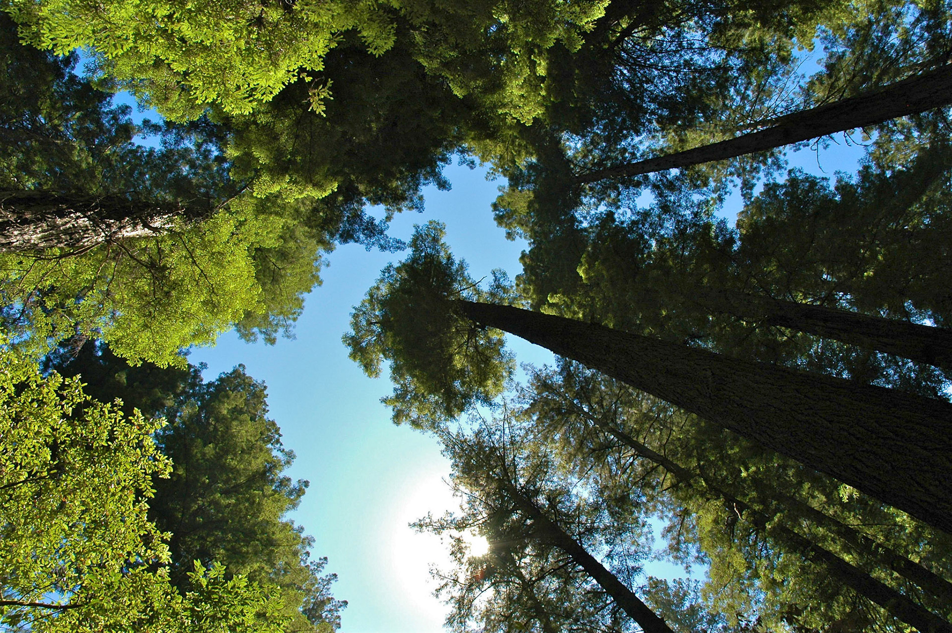 Looking up to the sky through coastal redwood trees at Armstrong Redwoods Park