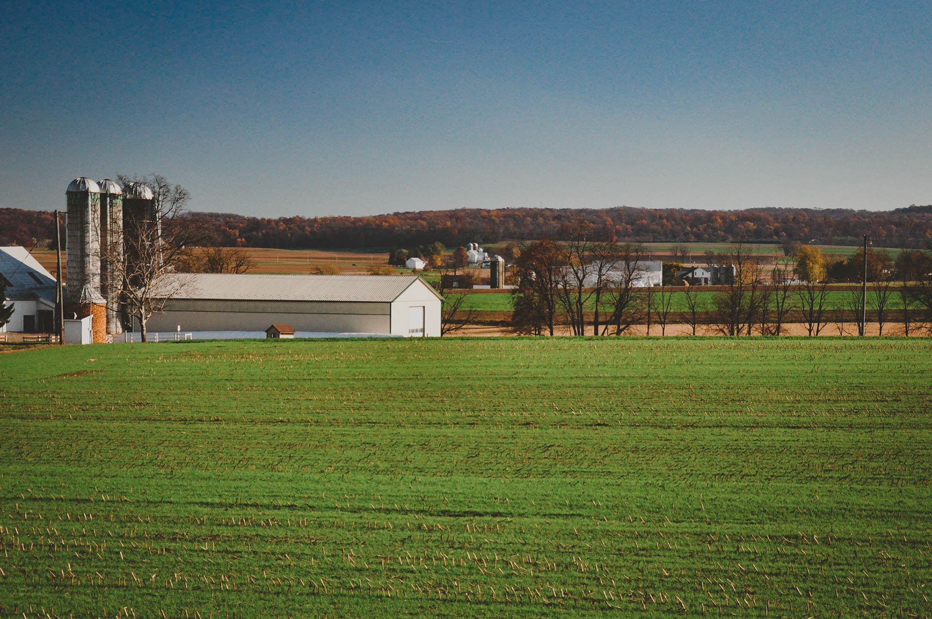 fields in lancaster county, pennsylvania are green after the fall harvest.