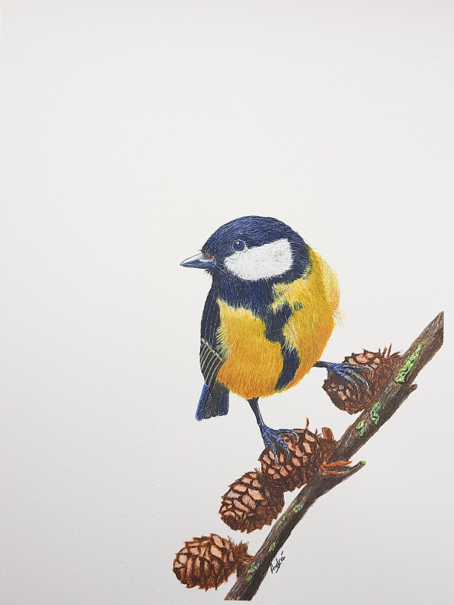 Great Tit