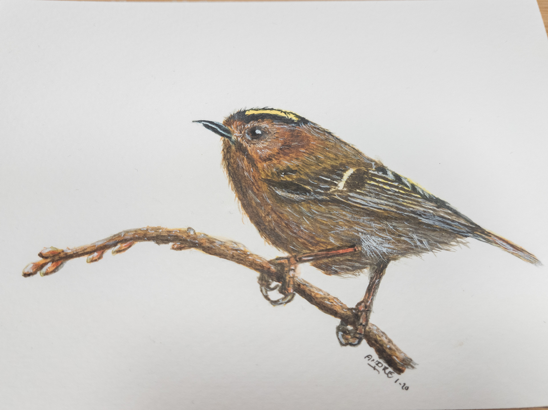 Goldcrest 10x15cm (tutorial by @thedevonartist)