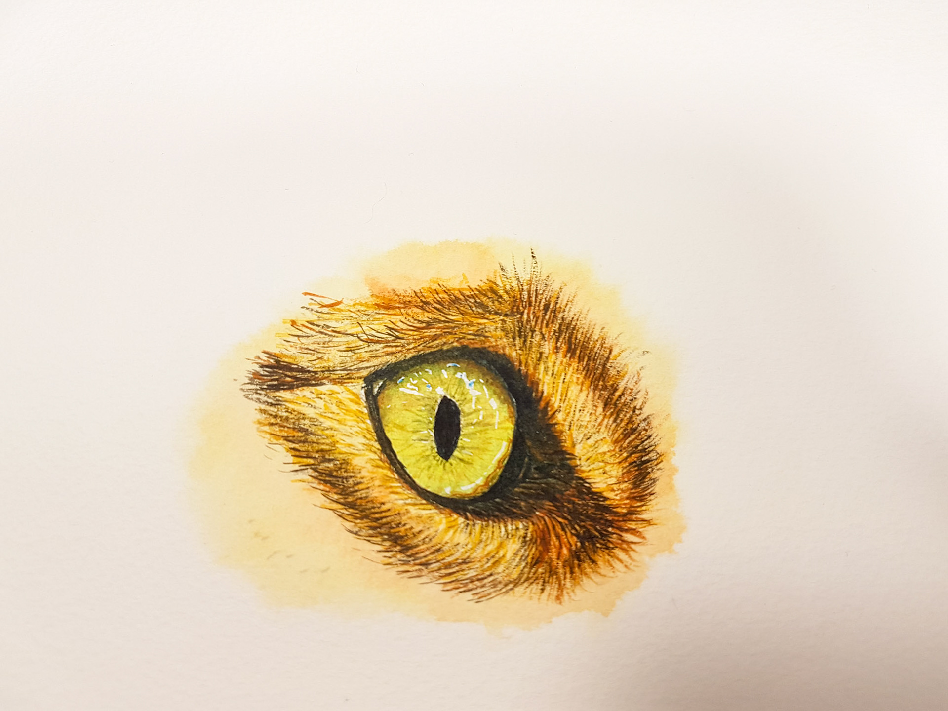 Cat's eye study A4 (tutorial by @thedevonartist)