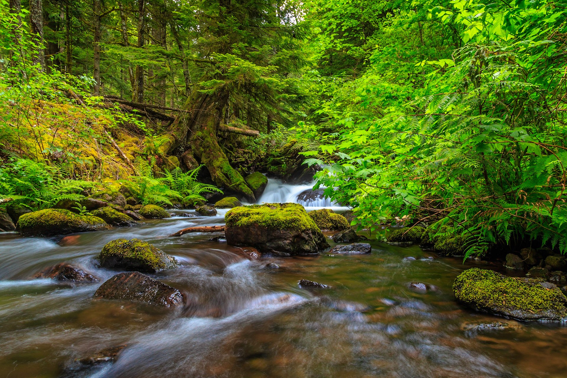 A small waterfall and a spring stream in a greem wilderness.