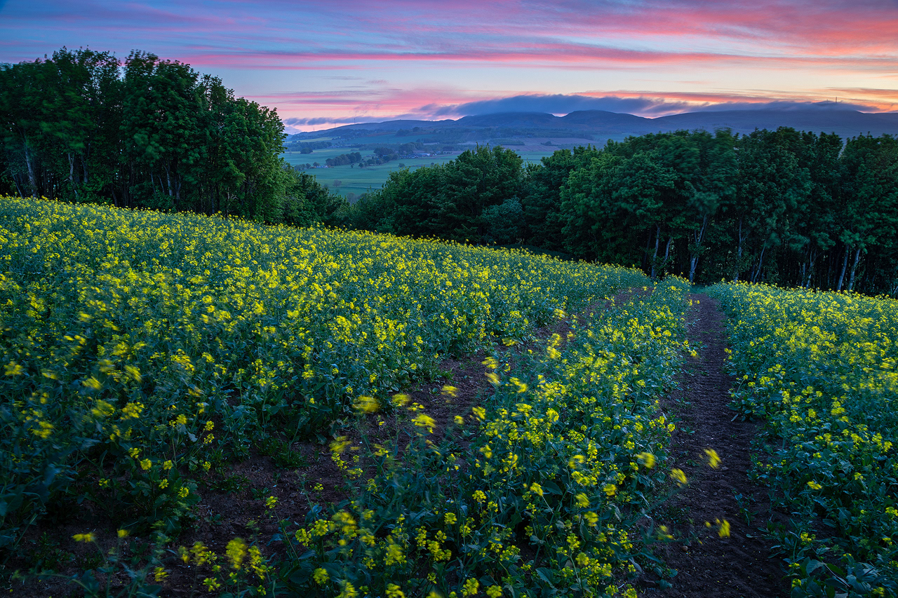 Sunrise over Strathmartine, Angus