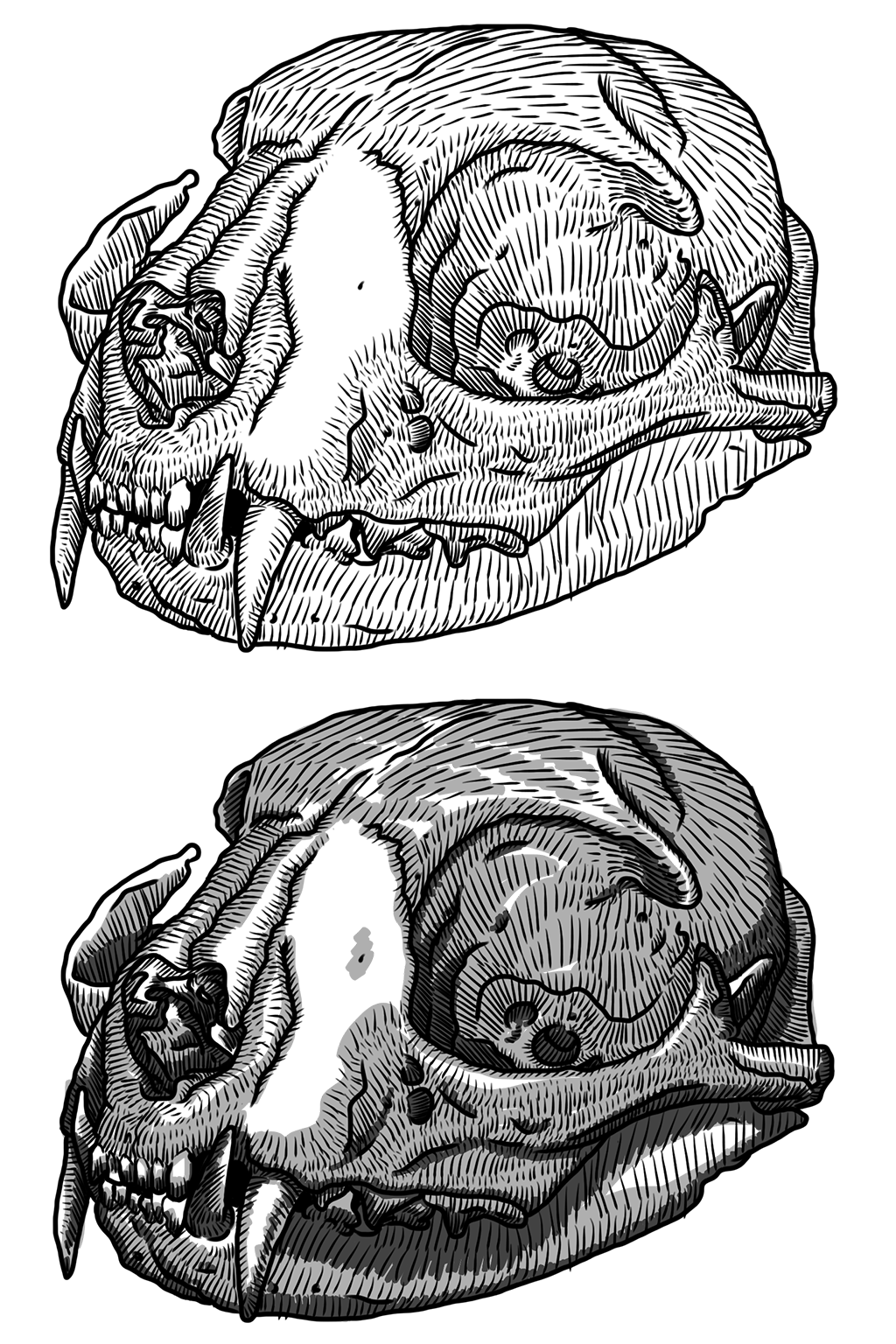 domestic cat skull drawing