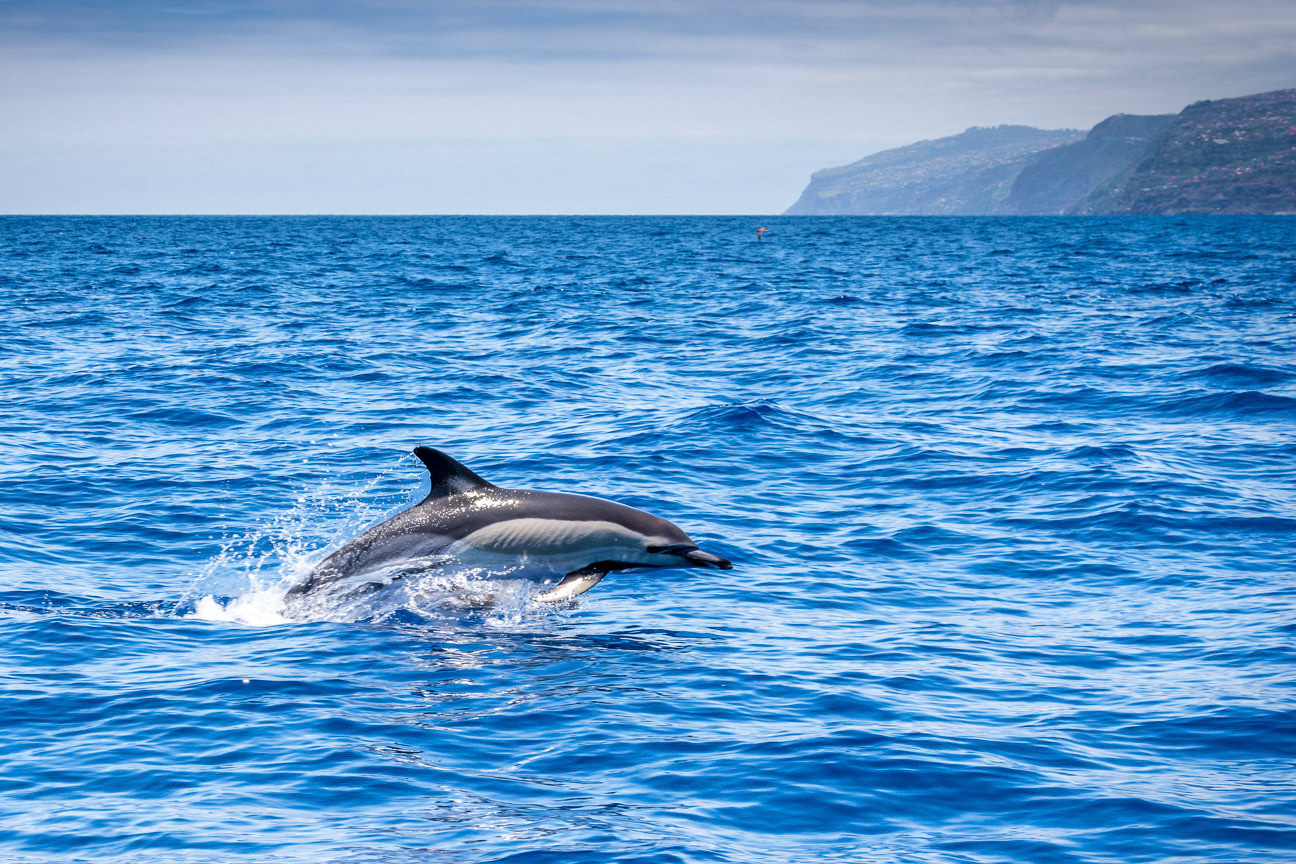 Madeira Dolphins