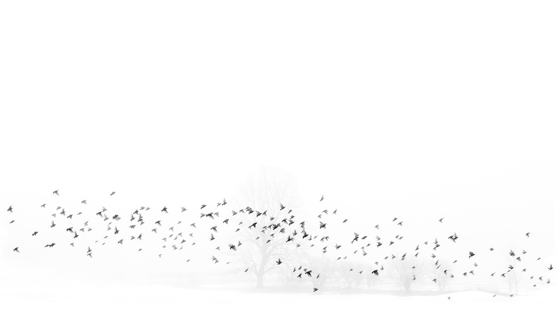 Crows fly past a tree lost in fog