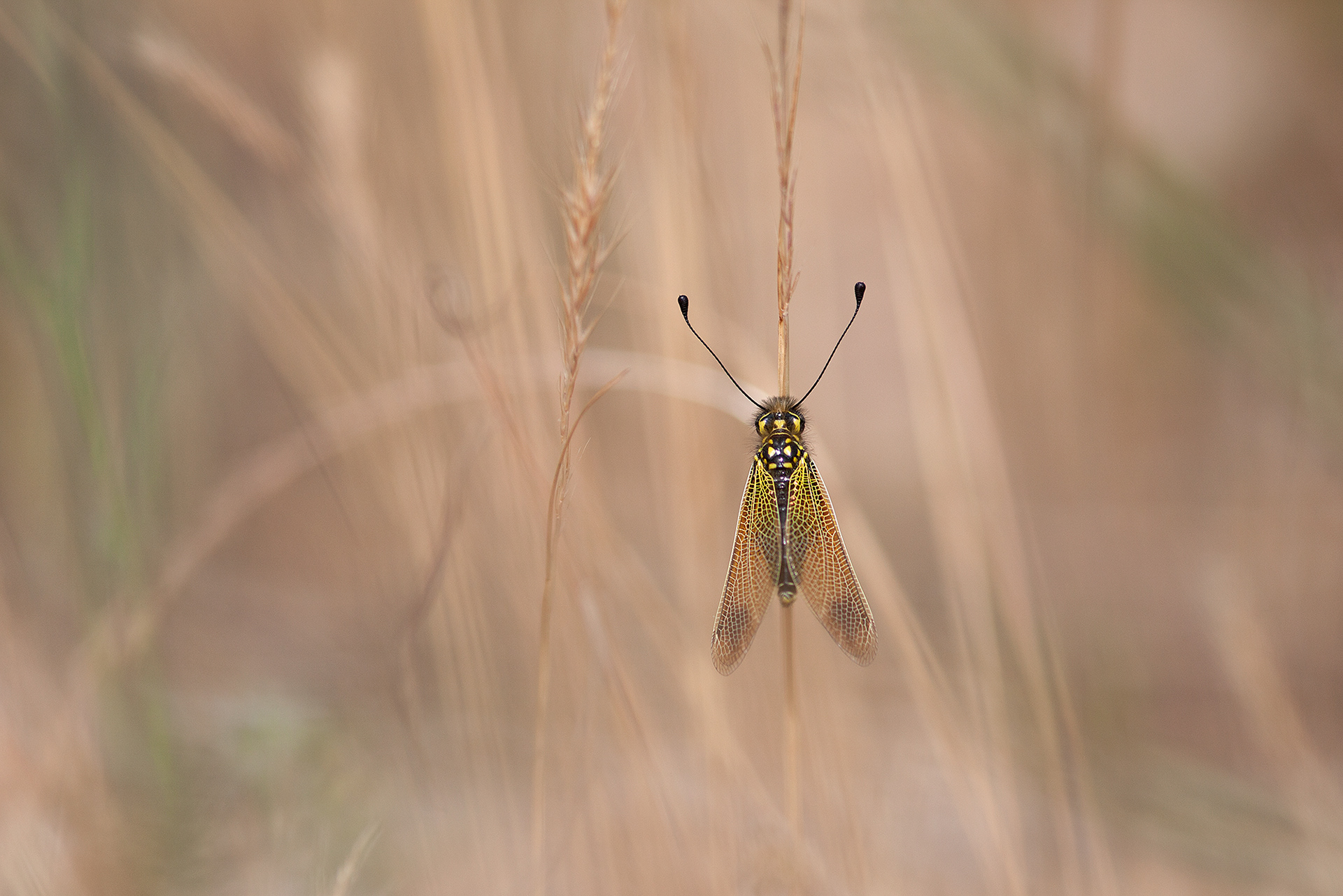 Libelloides ictericus - Ascalaphe loriot