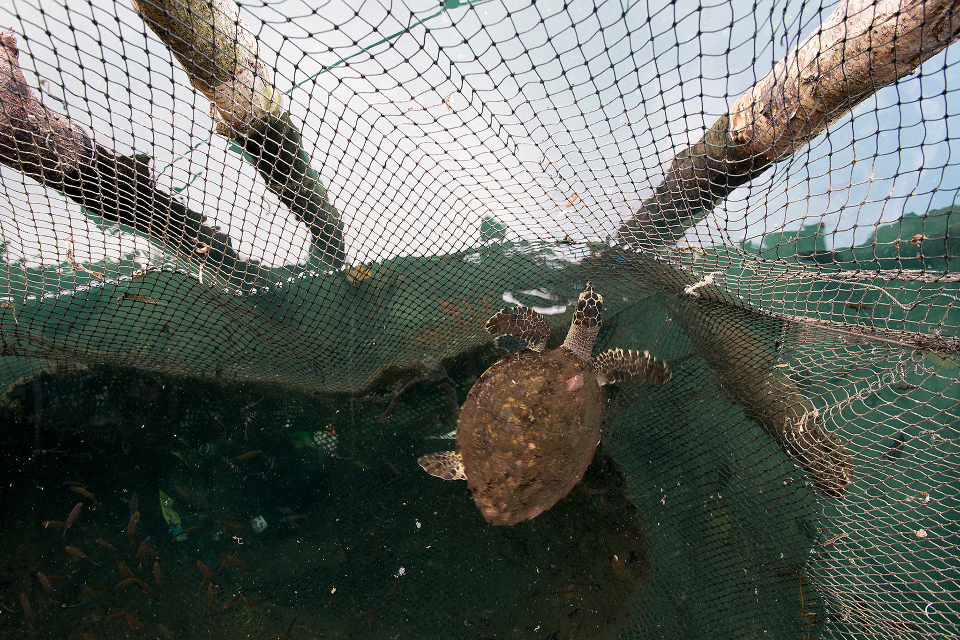 No future for turtle
