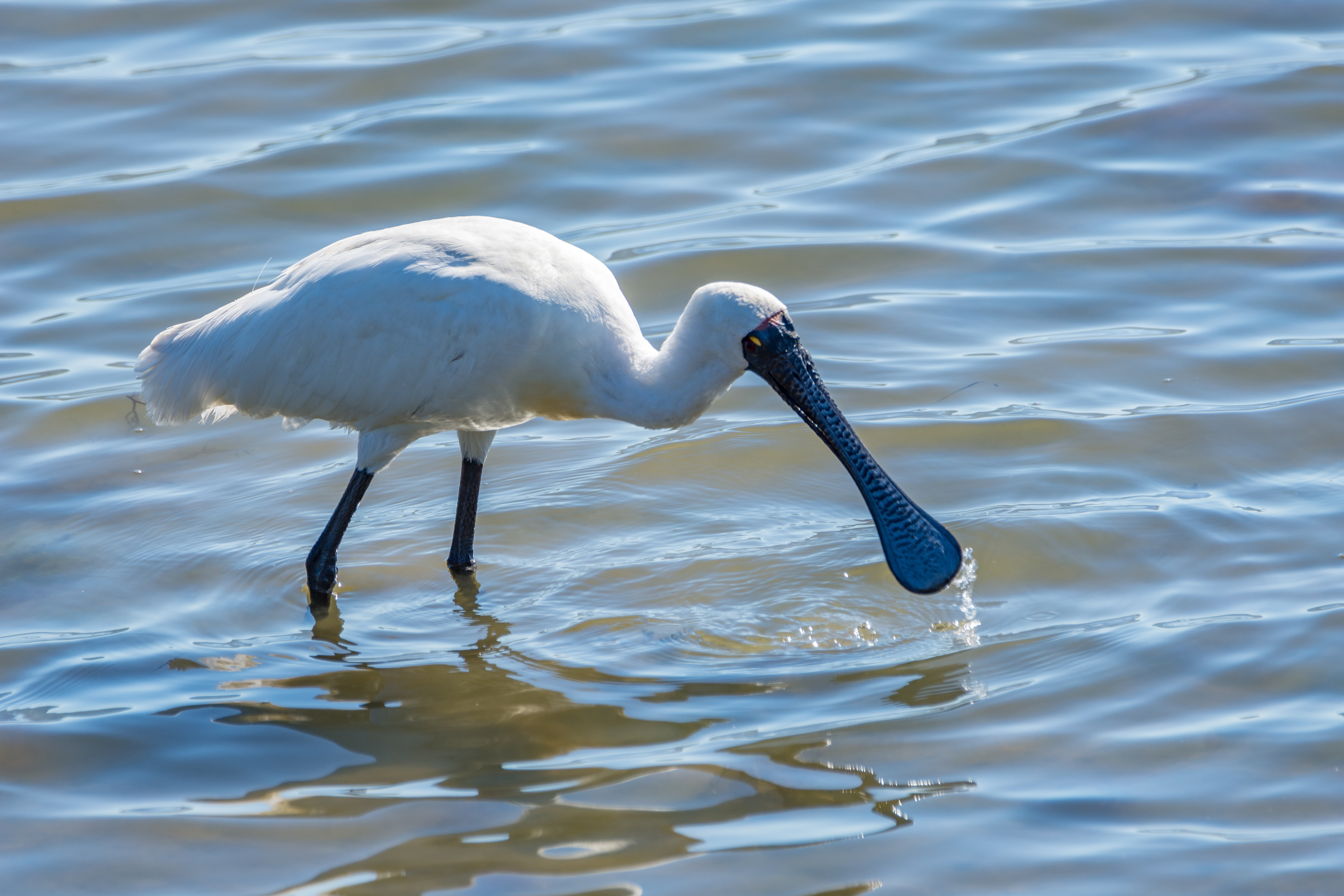Ibises and spoonbills (Royal spoonbill)