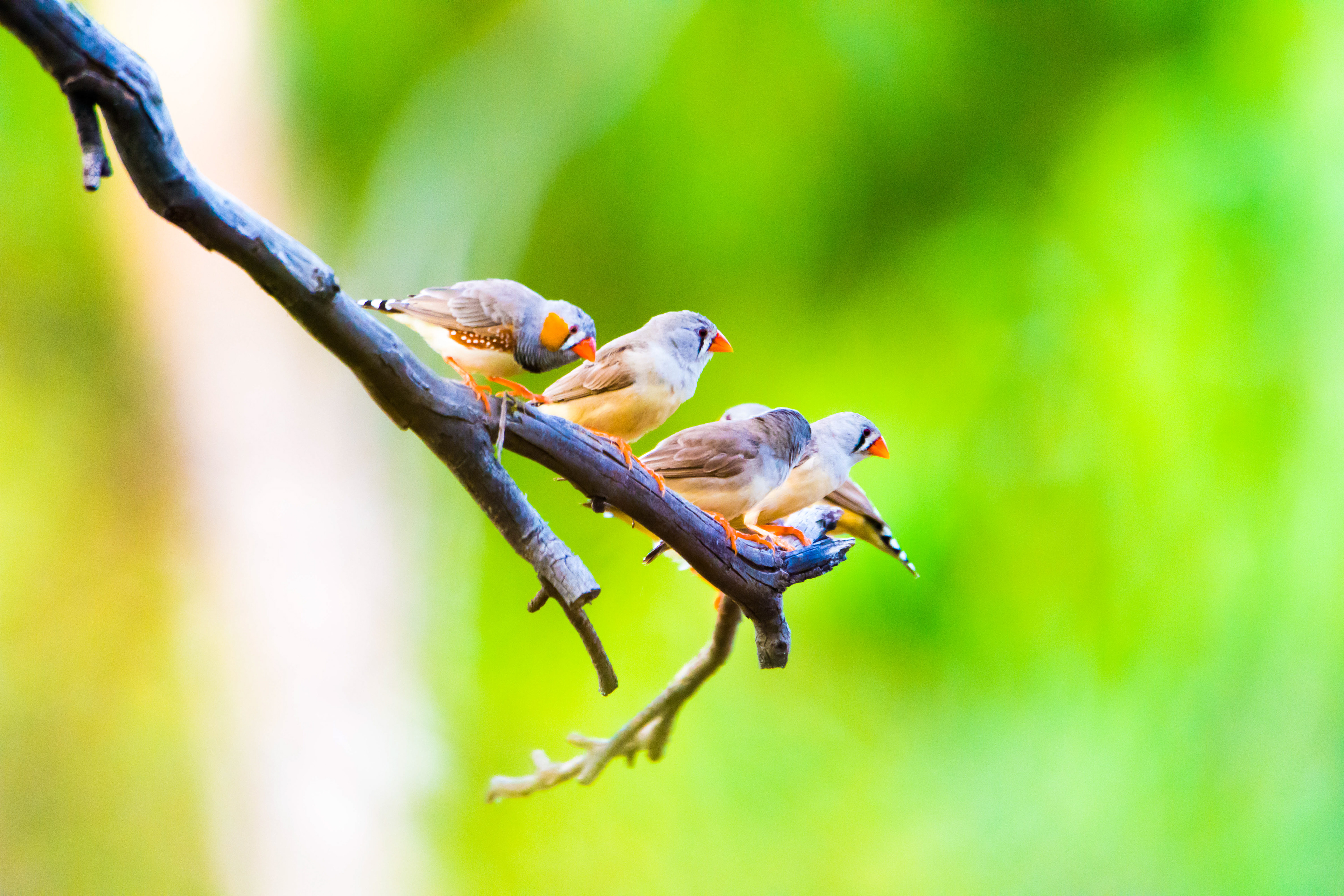Australasian finches (Zebra finch)