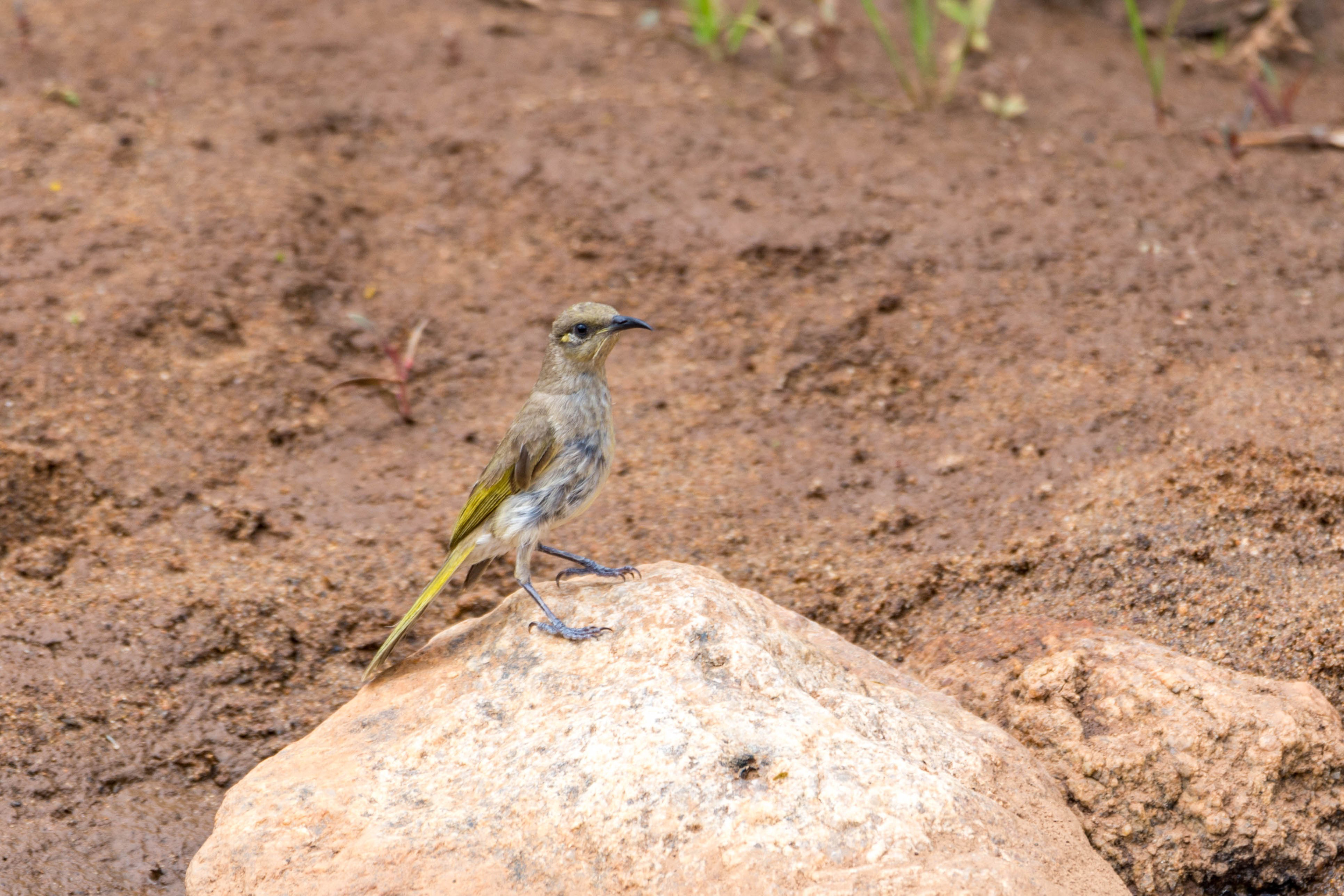 Brown honeyeater
