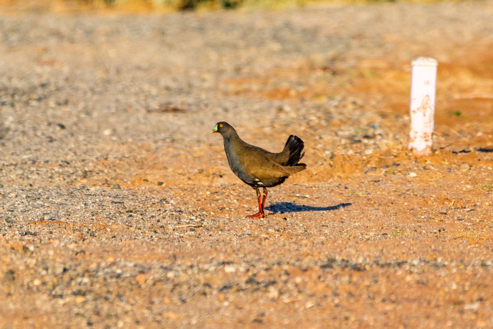 Black-tailed native hen